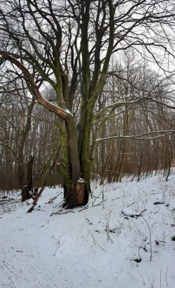 Strom v zimě